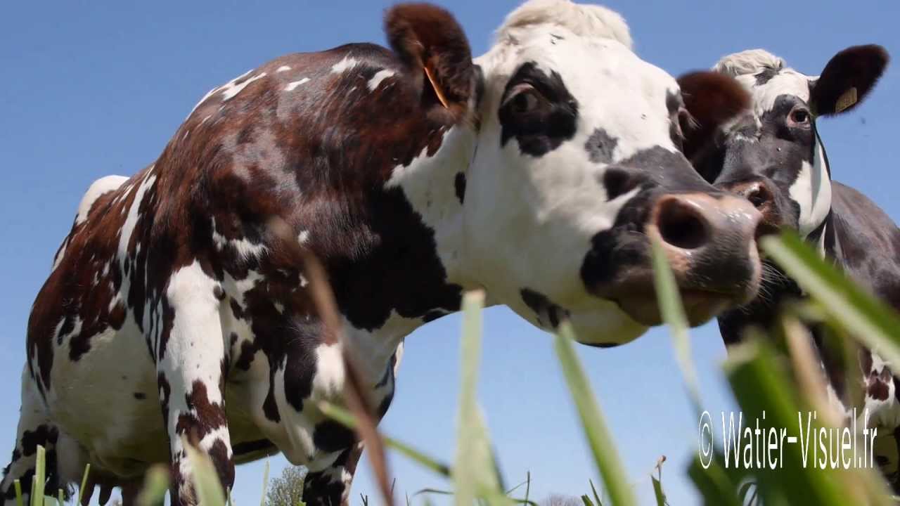 Troupeau de Vaches Normandes en pâture sur une prairie de Dactyle
