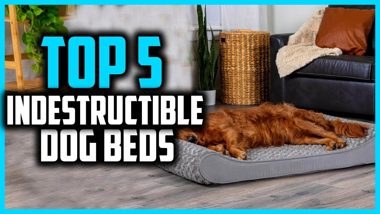 ✅Top 5 Best Indestructible Dog Beds in 2025
