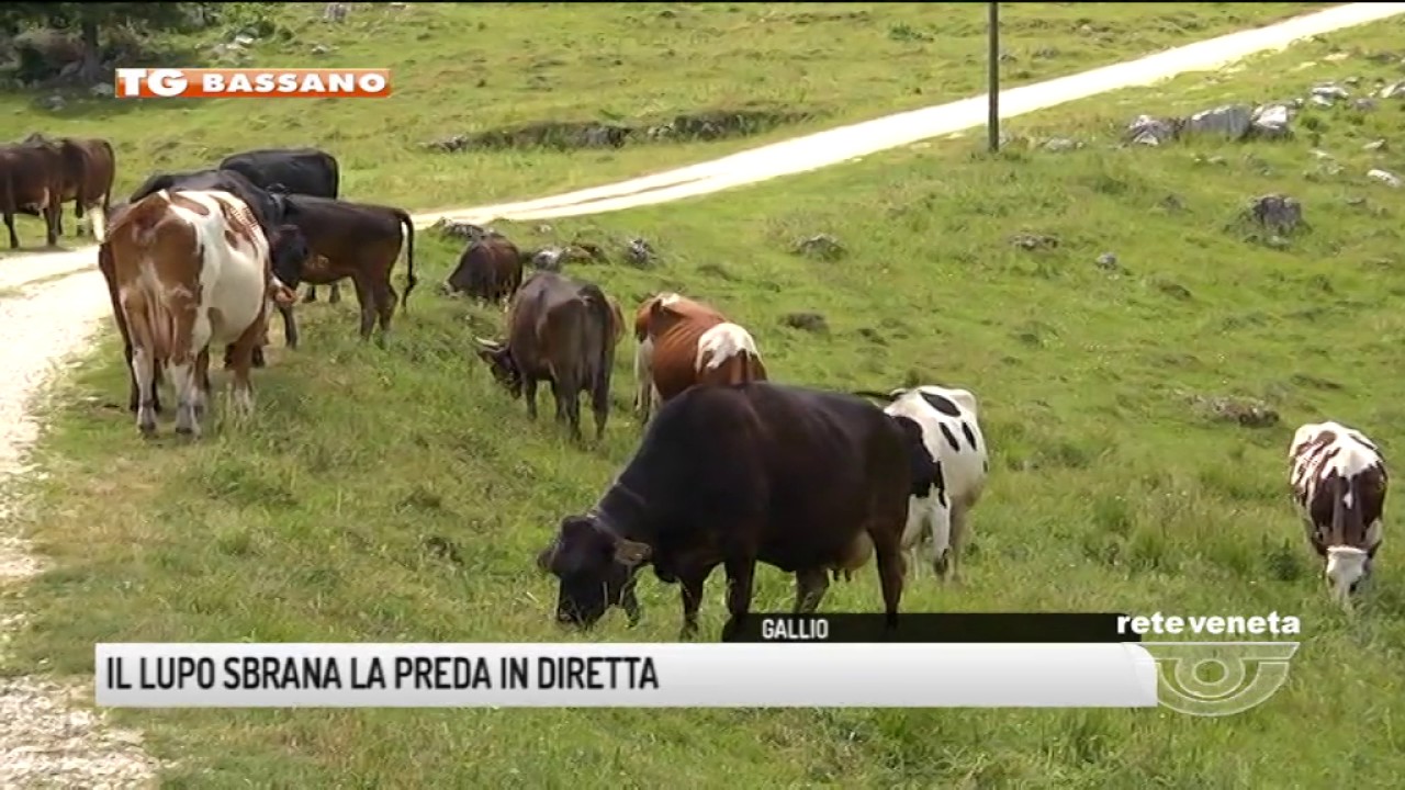 TG BASSANO (03/07/2017) - IL LUPO SBRANA LA PREDA IN DIRETTA