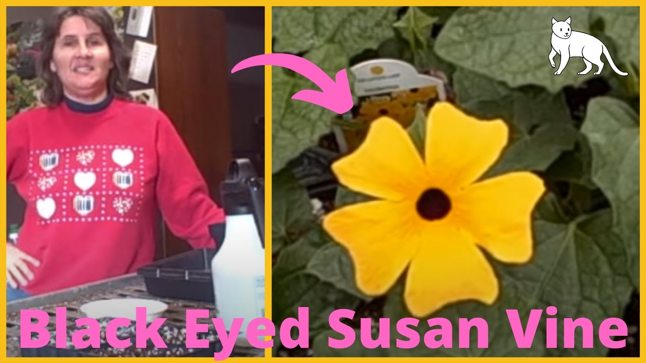 How to Grow Thunbergia, Black Eyed Susan Vines  from seed - Seed Starting Indoors