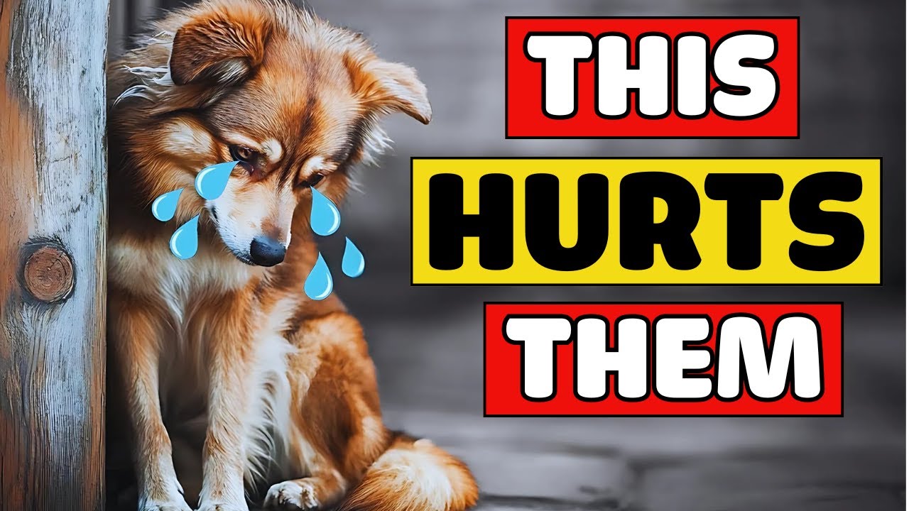 👉 13 Daily Mistakes That Affect Your Dog&rsquo;s Emotions! 😨 Are You Making Them?