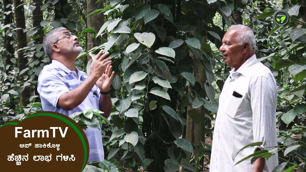ಅಡಿಕೆ ತೋಟದಲ್ಲಿ ಕಾಫಿ, ಕಾಳುಮೆಣಸು -ಶ್ರೀ ಸೀತಾರಾಮ ಹೆಗಡೆ, ನೀರ್ನಳ್ಳಿ | Coffee and Black Pepper In Neernalli