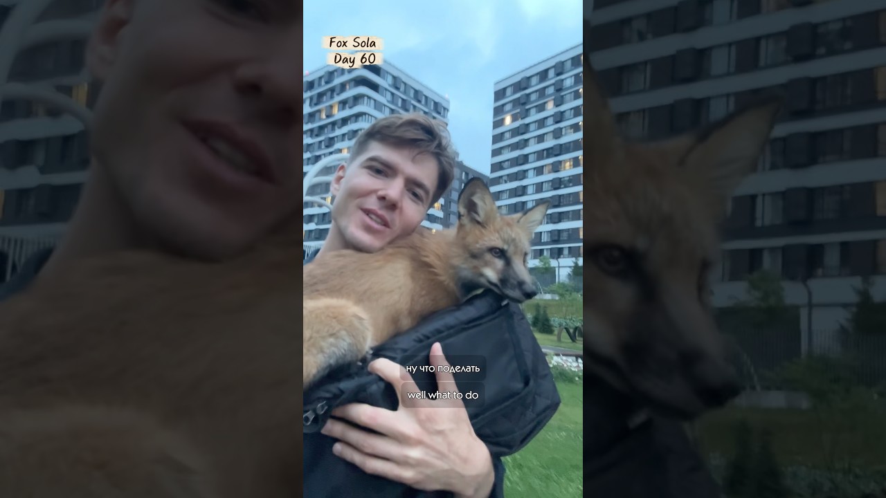 Теперь гуляем в любую погоду. Если замёрзну, у меня есть личная пушистая грелка 🦊 #лиса #fox #sola