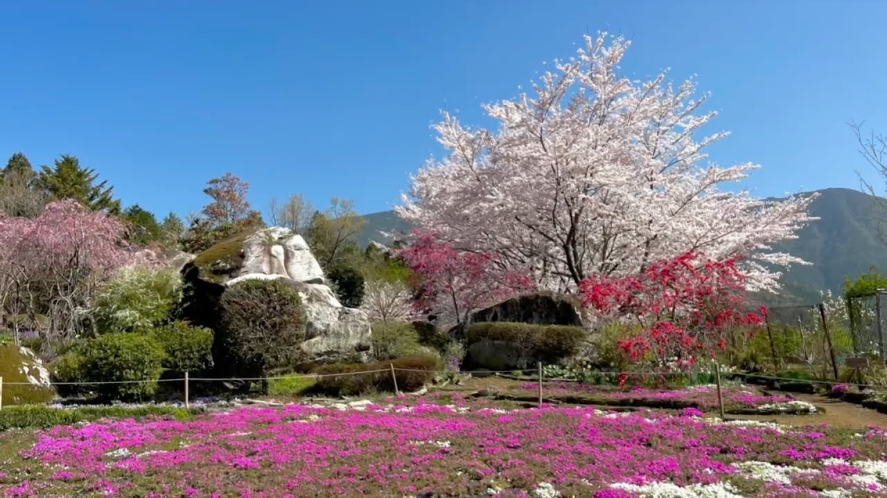 2023/03/28　絶景です！　山本牧場の芝桜　〜愛媛県宇和島市〜
