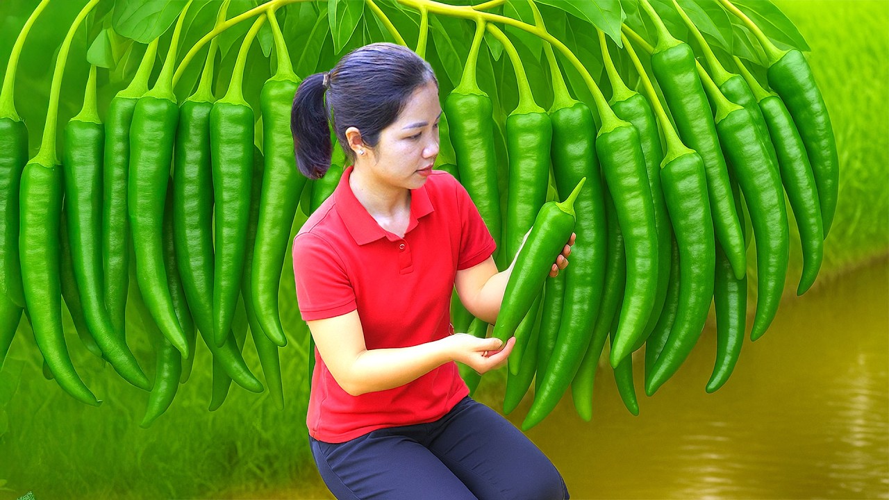 Harvesting 1000 + Kg Fresh Chili To Sell At Market, Cabbage Garden Care | Tieu Ca - Free Bushcraft