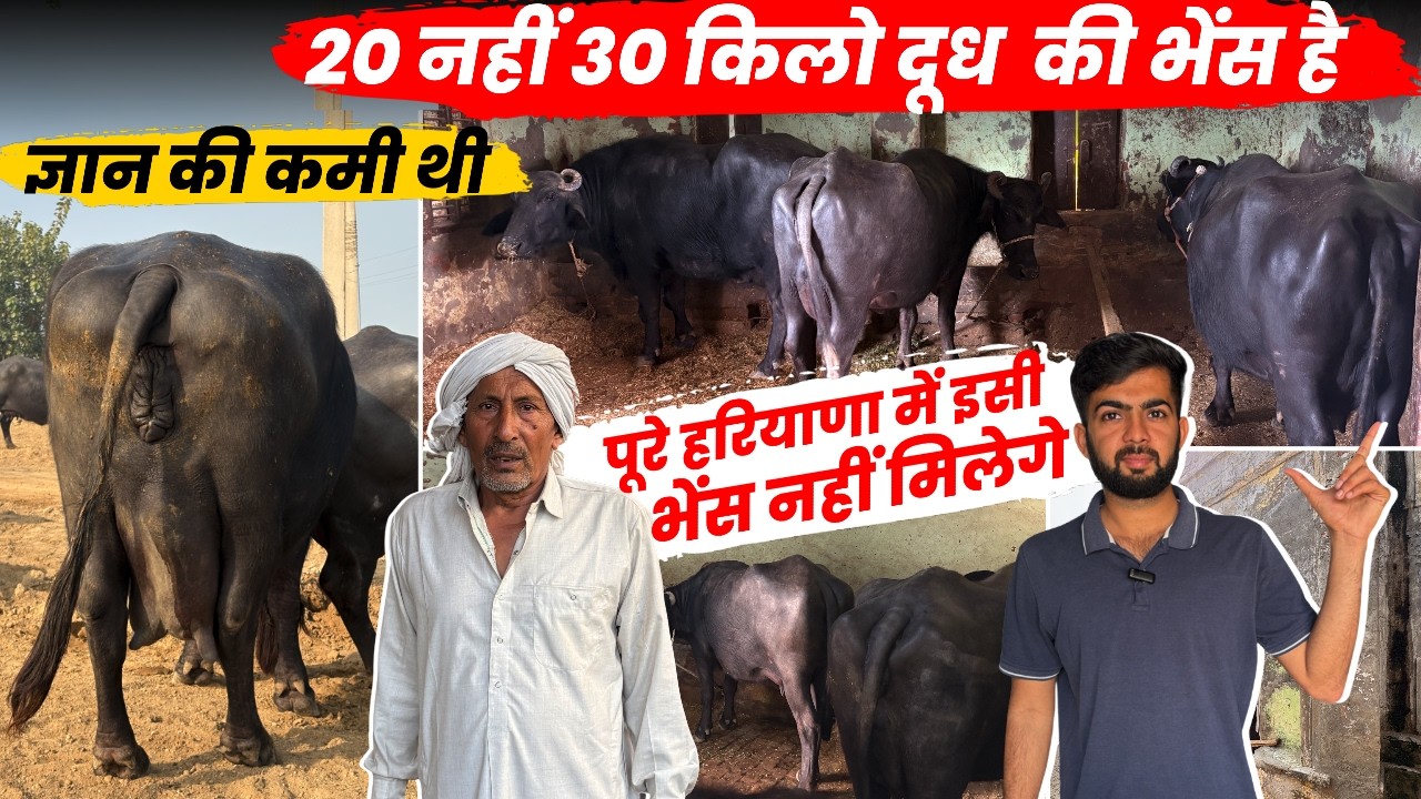 Haryana Murrah 20Kg दुध वाली आम किसान की भैंस,Buffalo DairyFarm Business से मोटी कमाई 