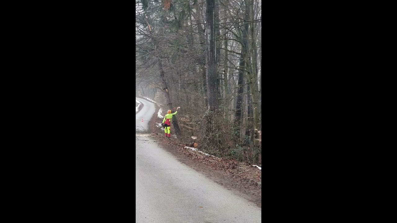 Rušenje opasnog stabla