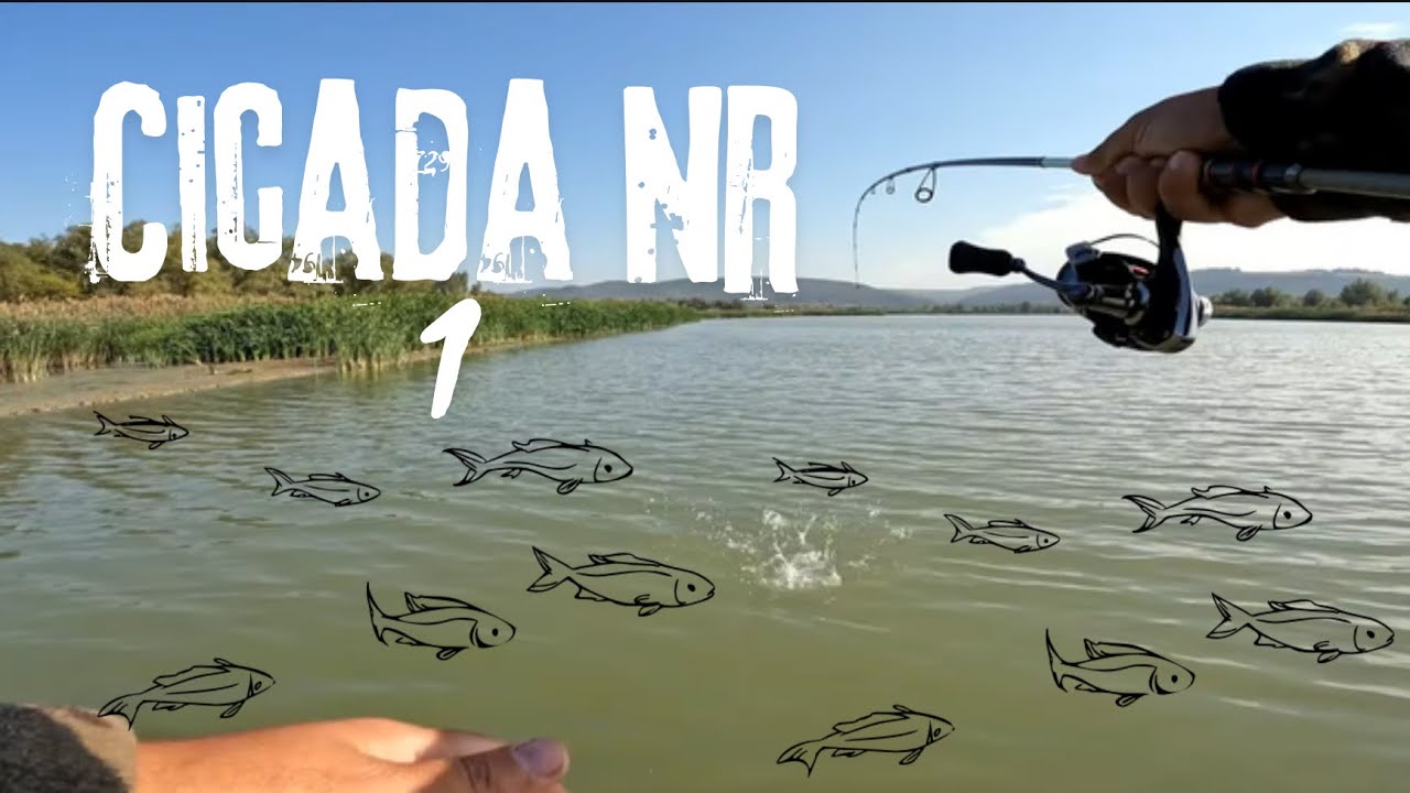 Cicada care prinde 3 specii de pesti Stiuca,Biban,Avat🎣🎣🔥