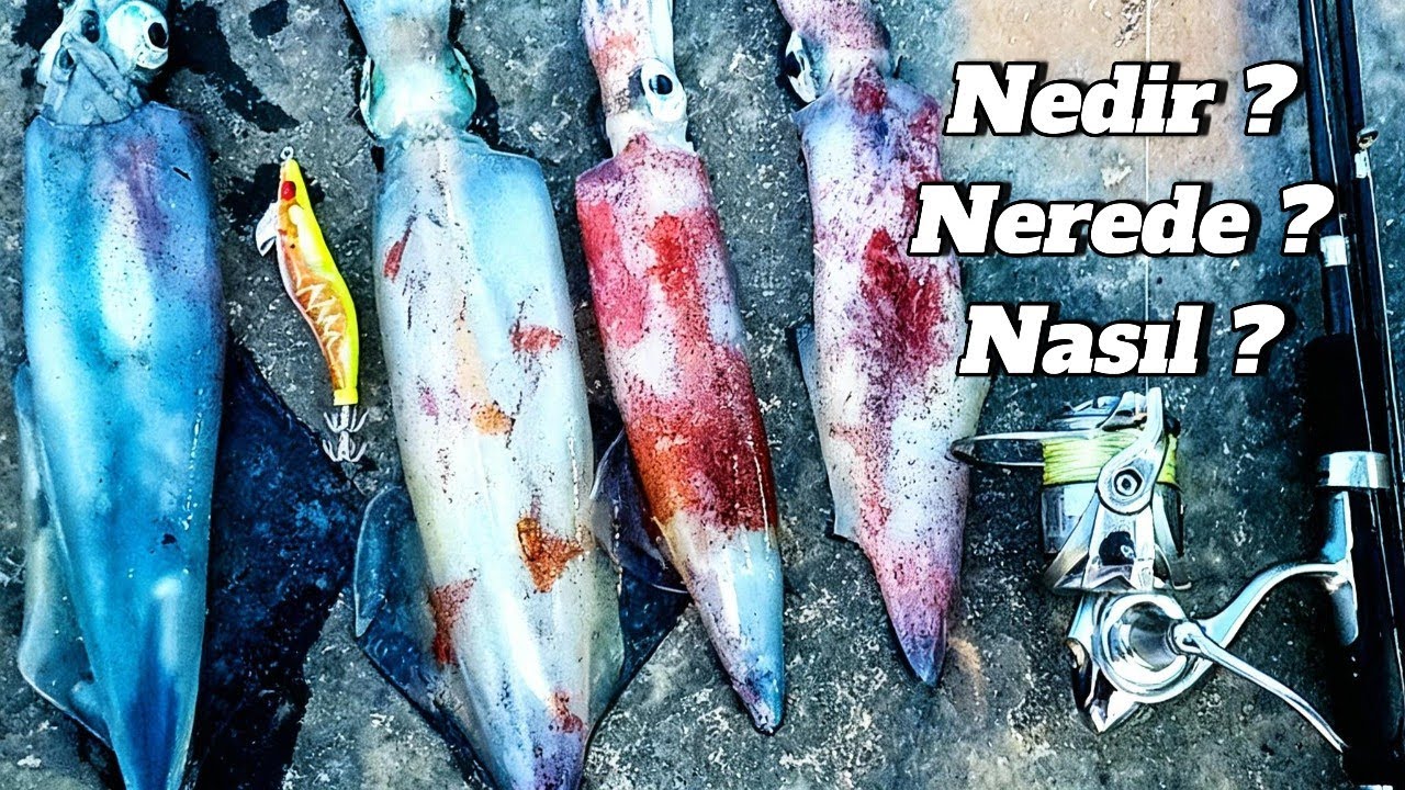 Nedir bu kalamar , Nerede  Nasıl yakalanır Kalamar avcılığına dair teknik bilgiler.
