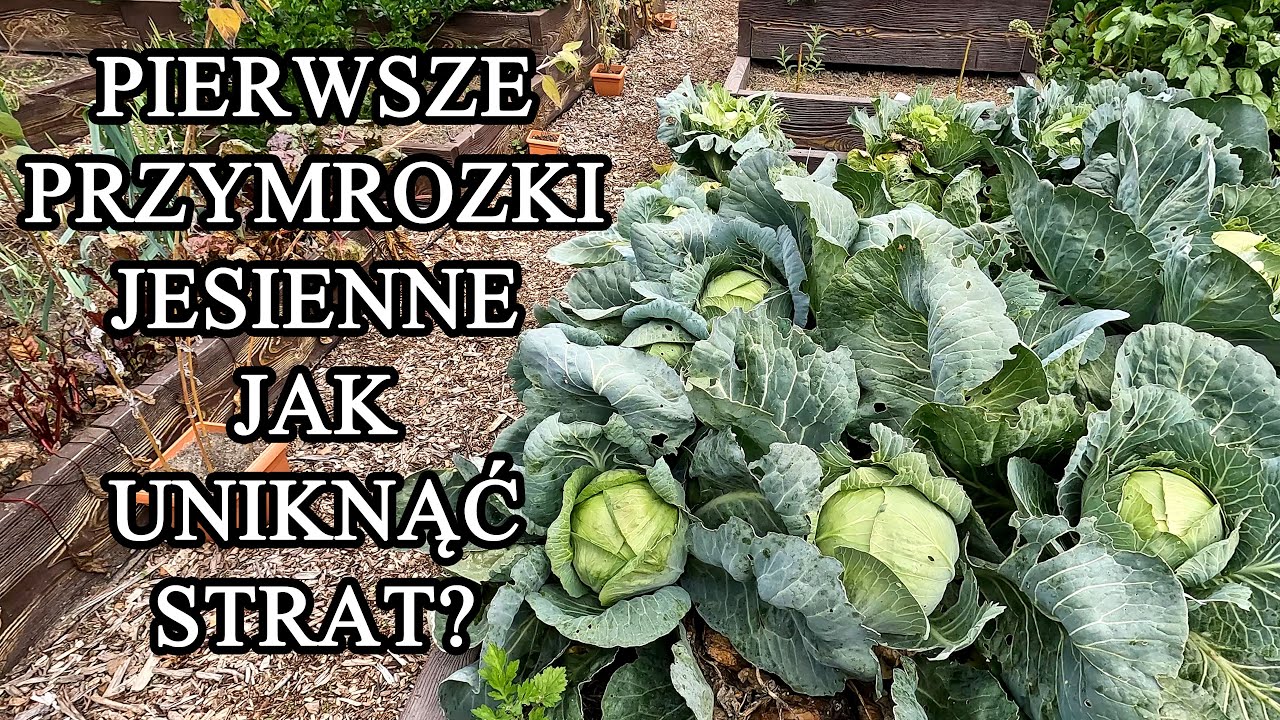 Pierwsze przymrozki w warzywniku. Jak uniknąć strat?