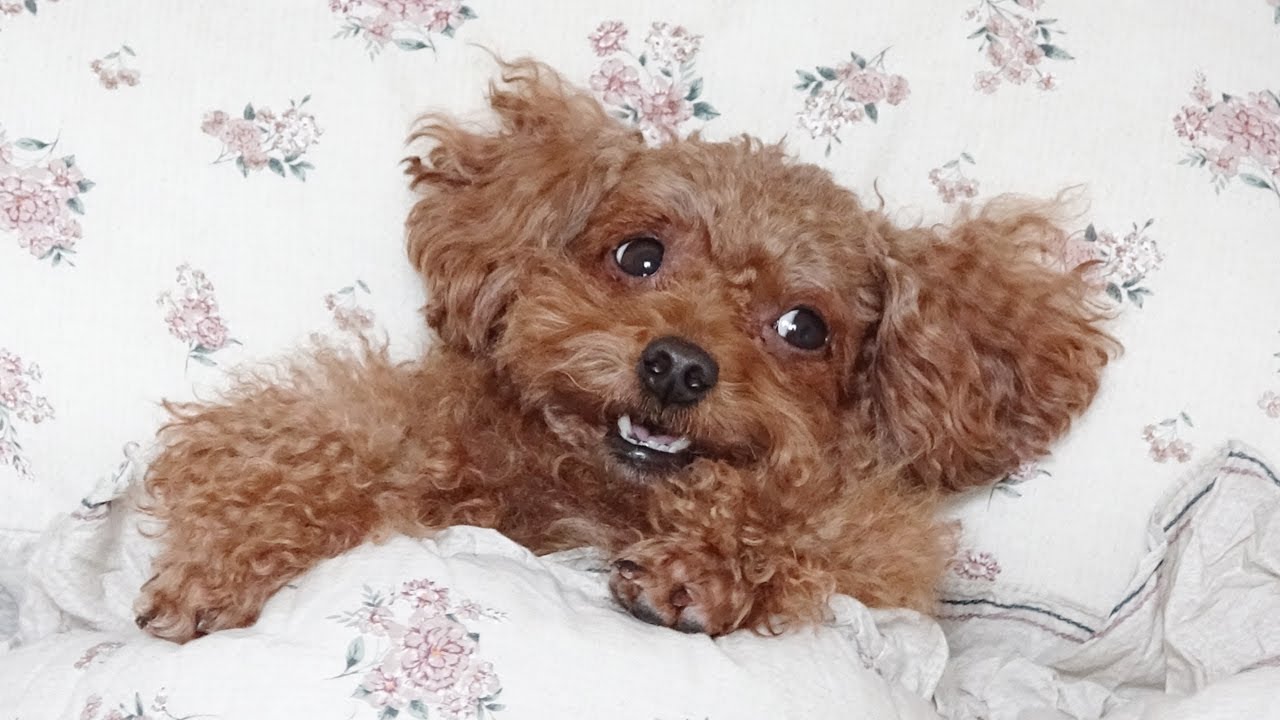 강아지 몰래 집에들어와서 자고있었더니ㅋㅋㅋ
