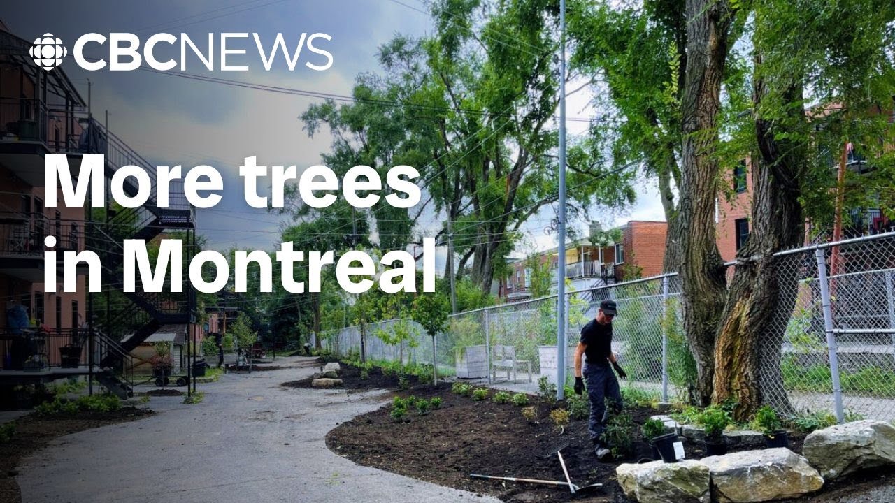 Montreal area to get 300,000 new trees in push to grow canopy