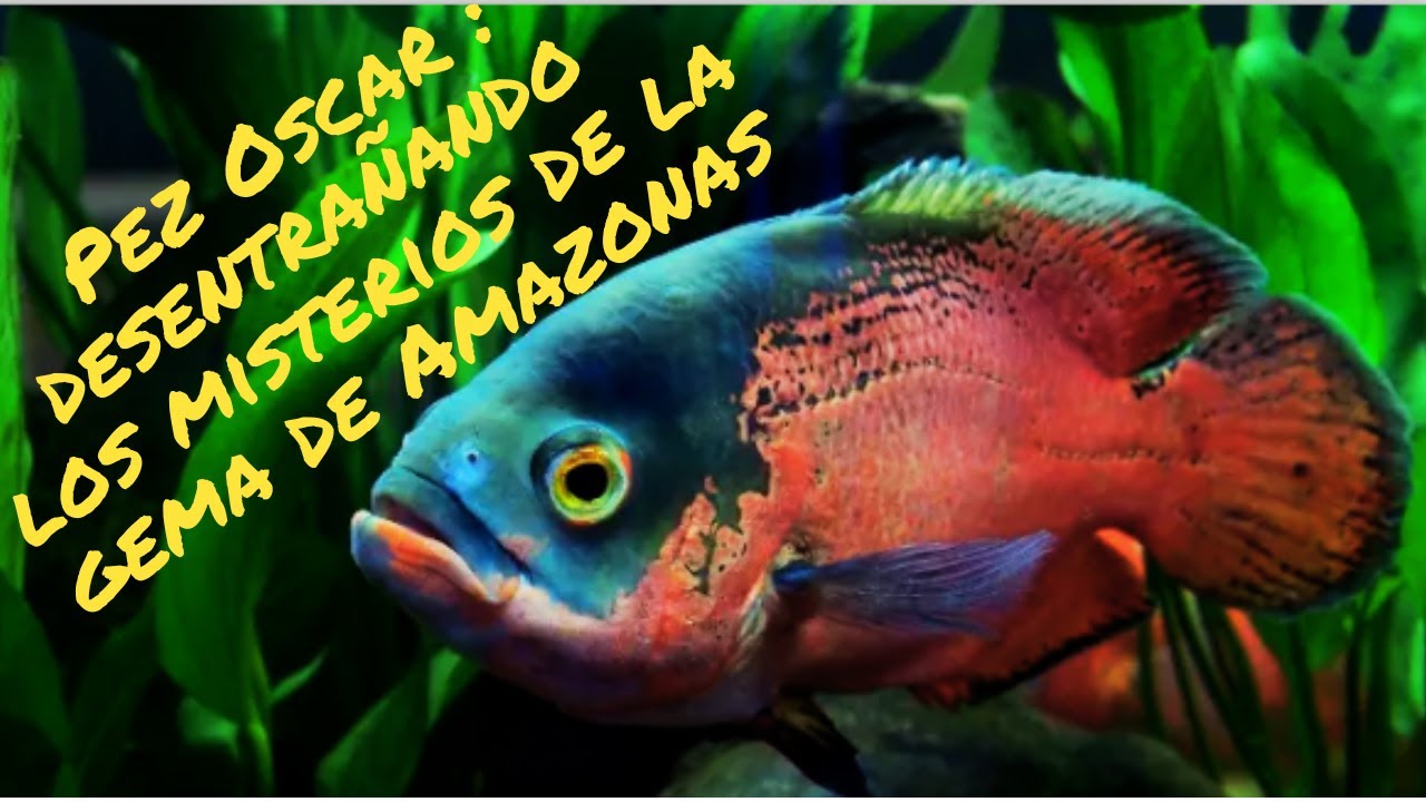 La experiencia del pez Oscar: Belleza, inteligencia y mucho mas!