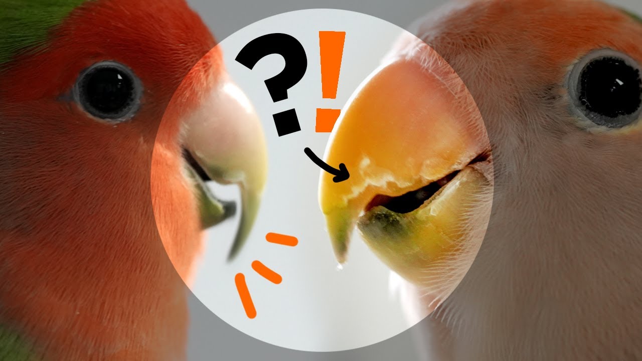 ¿Cómo luce un pico sano? ¿Cuándo hay sobrecrecimiento? ¿Es normal que se le esté pelando?
