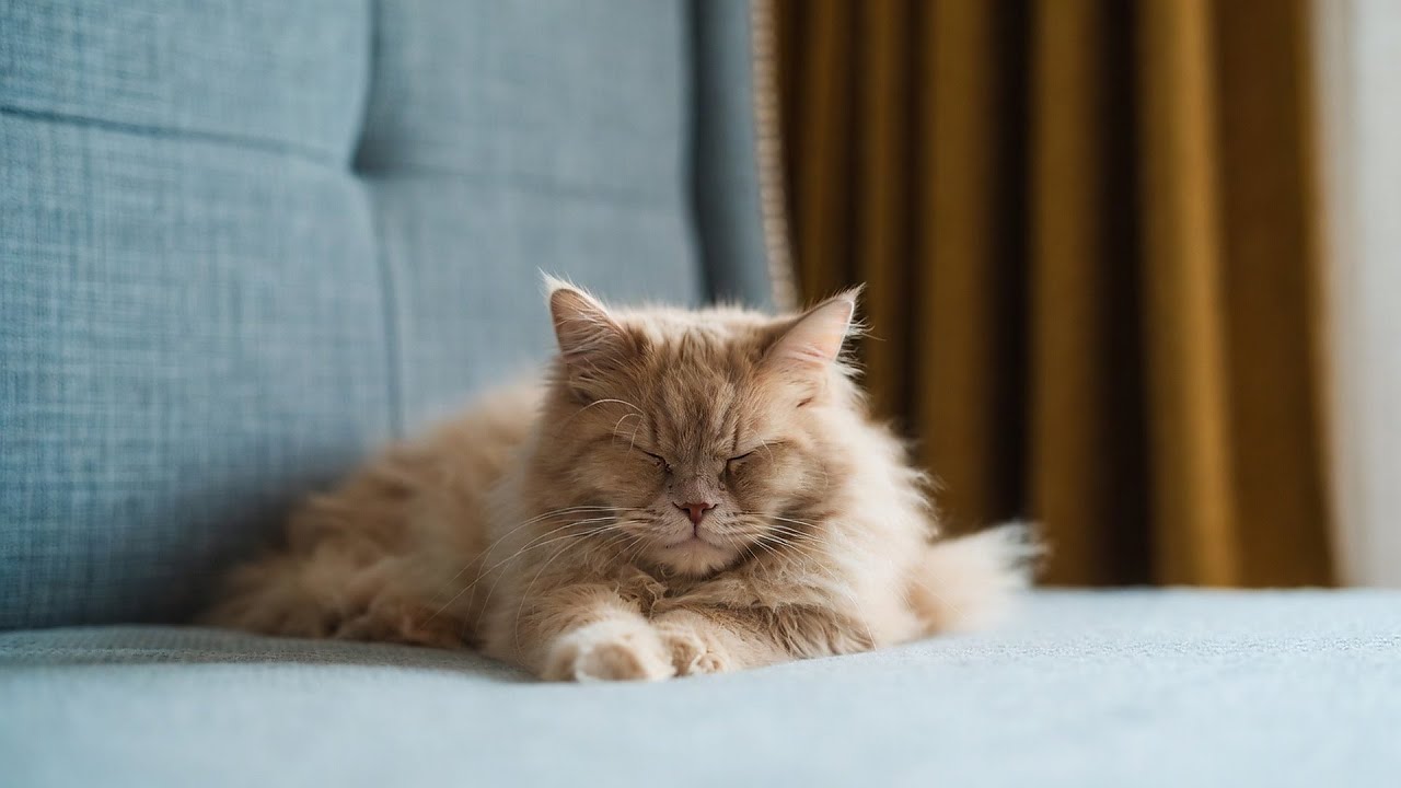 LIVE Calm Cat Nap Stream for Anxiety Relief 😌 | Season 9