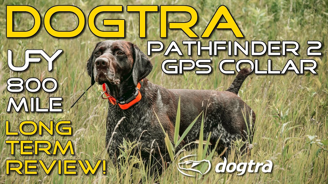 Dogtra Pathfinder 2 - 1 Year Review - Discount Code!
