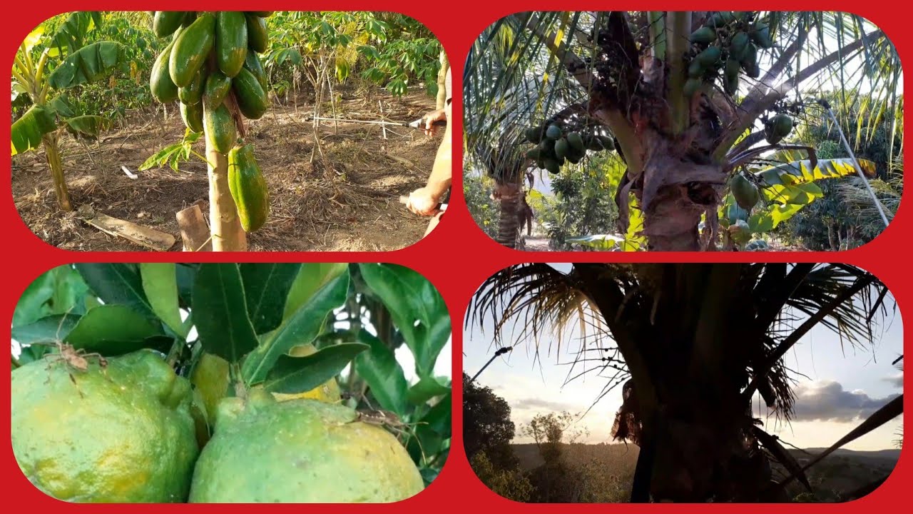 Fazendo uma SOLU&Ccedil;&Atilde;O para pulverizar as PLANTAS pra combater pulg&atilde;o, cochonila, mofo, mofo branco.