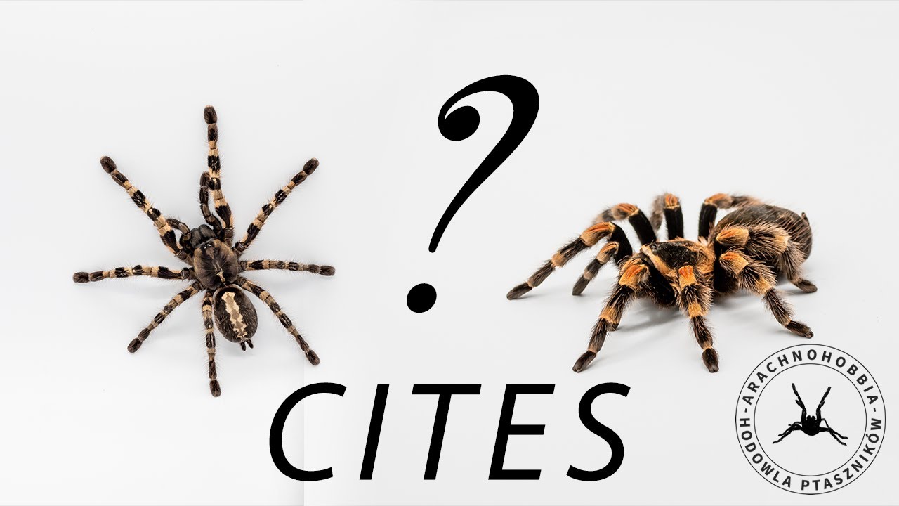 #19 CITES NA PTASZNIKI - jak, kiedy i dlaczego? KOMPEDIUM WIEDZY O 