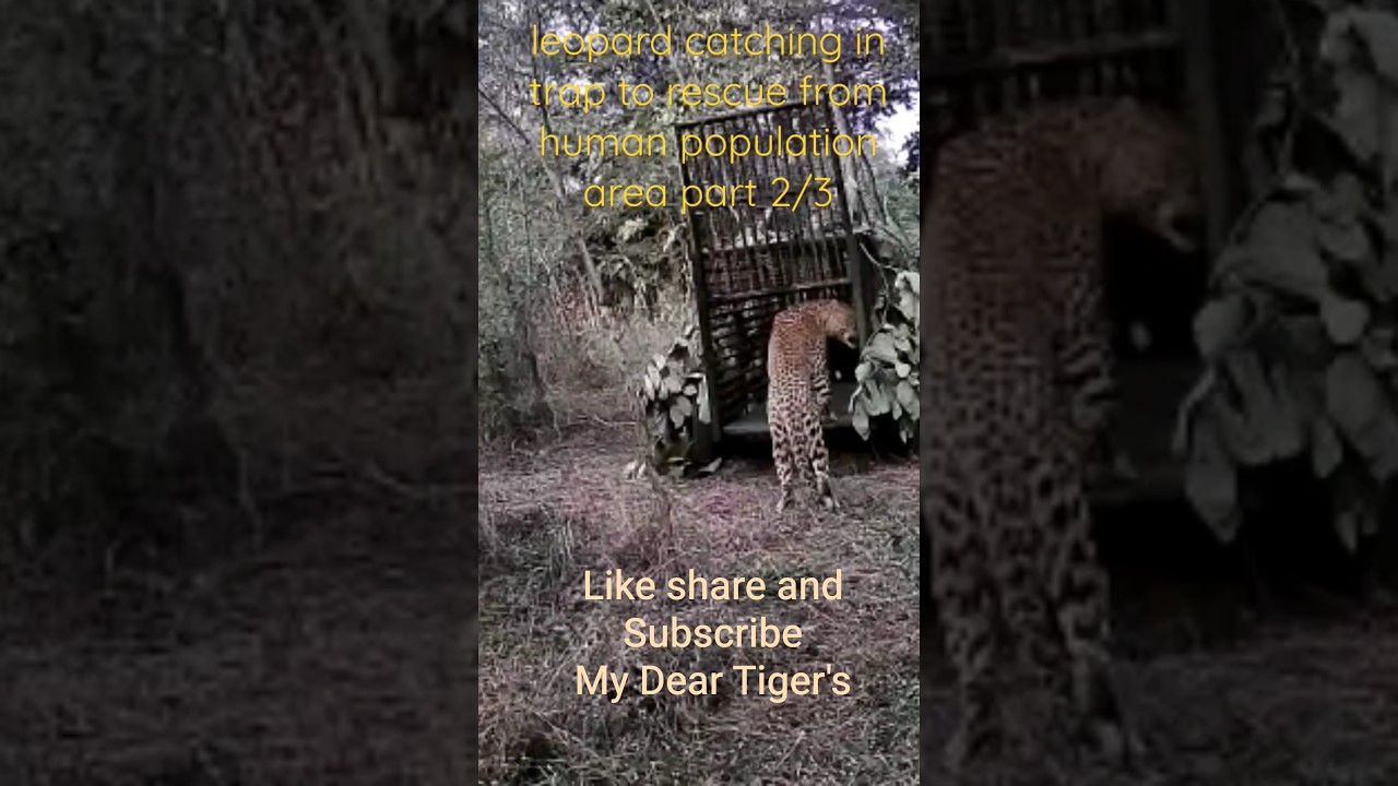 #Leopard 🐆 #catching in trap to#rescue from #human #population #area by #forest 🌲#save #wild #animal