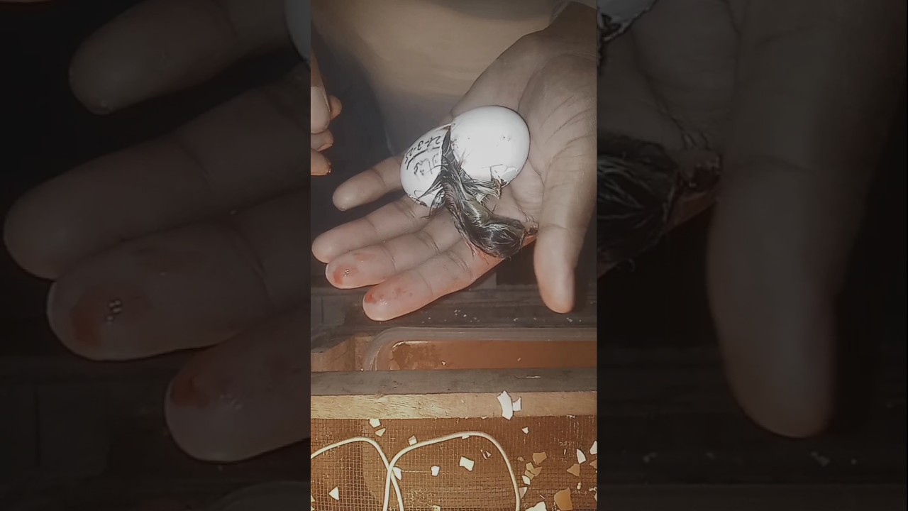 How to hatch a Duckling from an egg#faryou #birds #youtubeshorts #duckfarmer