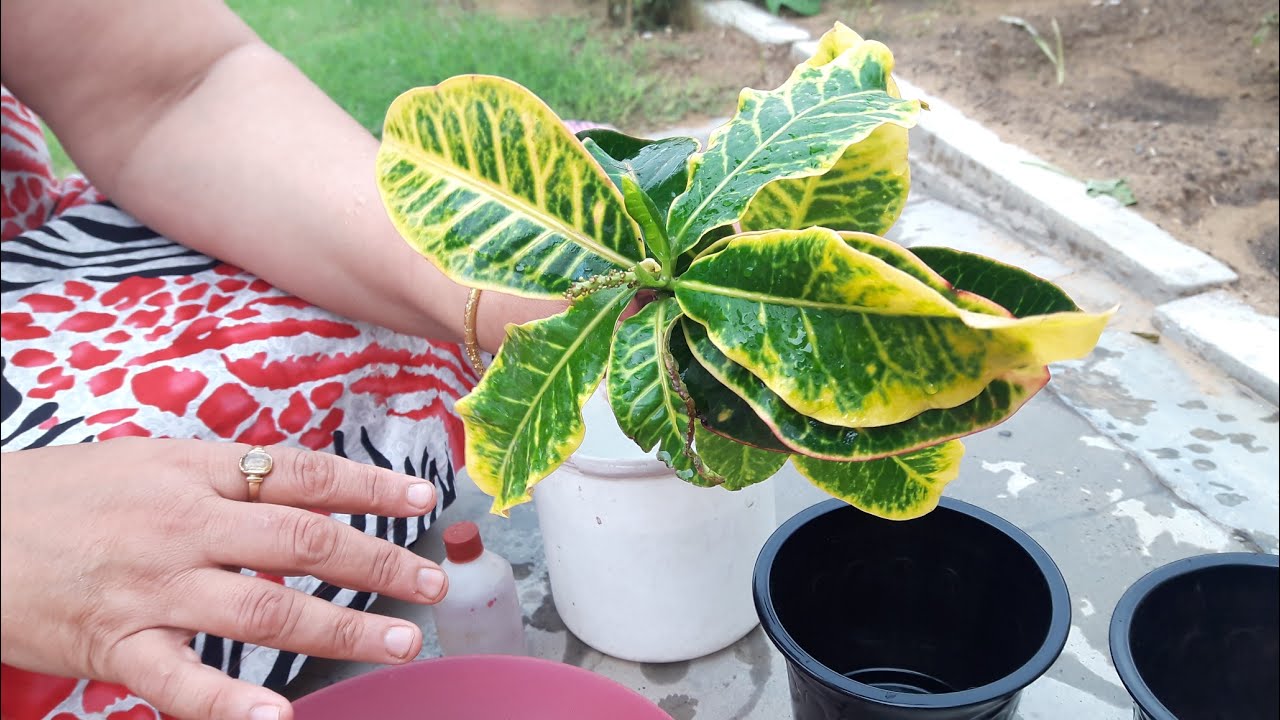 How to grow Croton by cuttings ? || 3 July, 2017