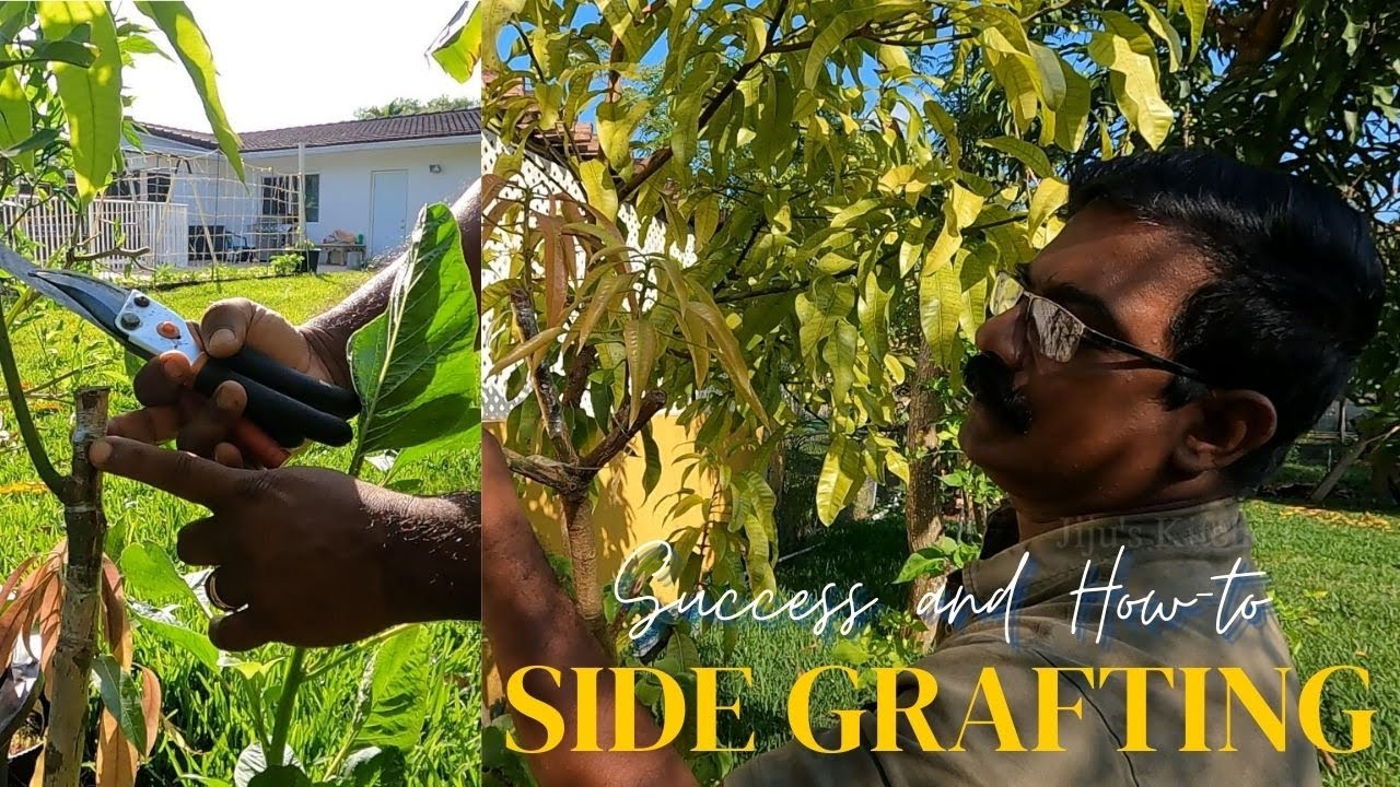 Side Grafting Success സൈഡ് ഗ്രാഫ്റ്റിംഗ് വിജയിച്ചു | ഗ്രാഫ്റ്റ് ചെയ്യാം എളുപ്പത്തിൽ | Jiju's Kitchen
