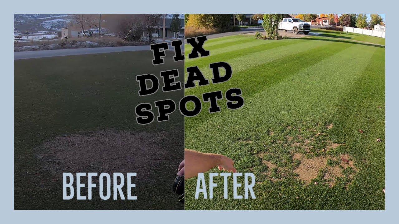 How to REPAIR DEAD spots in the lawn. PRO PLUGGER