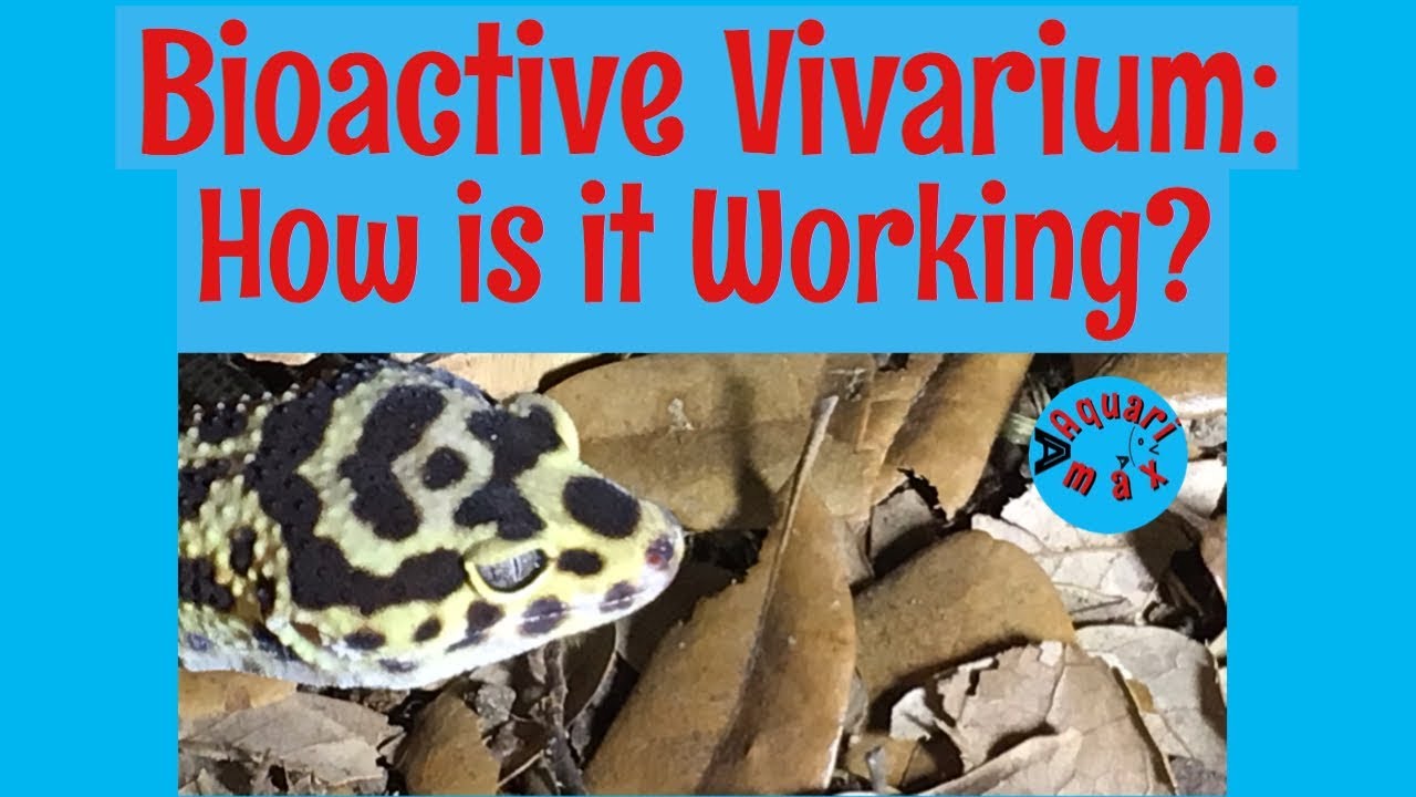 Leopard Gecko Bioactive Vivarium Update