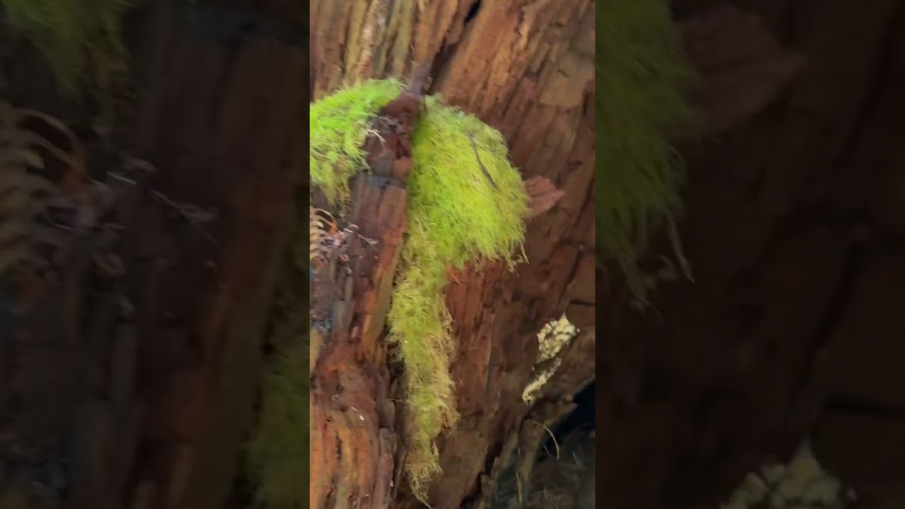 In einem Schornsteinbaum &ndash; welch ein zauberhafter Ort!