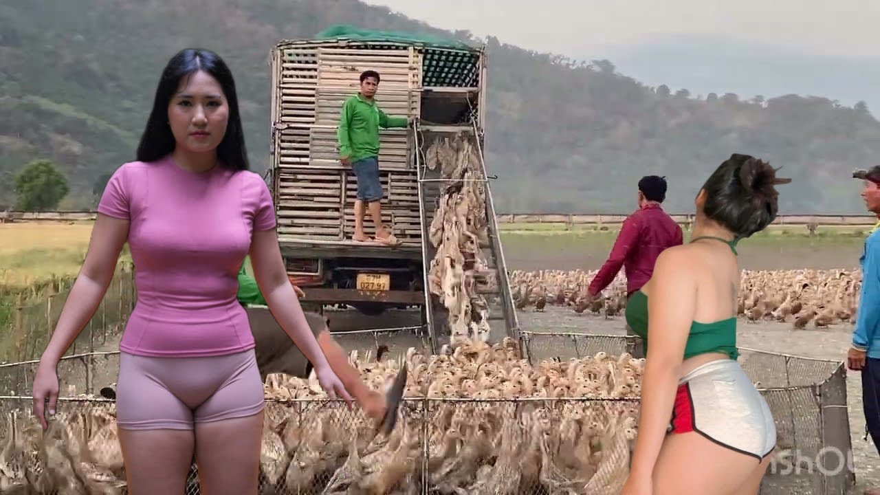 Cận cảnh xe tải chở đàn vịt đến cánh đồng mới để tìm môi ￼￼