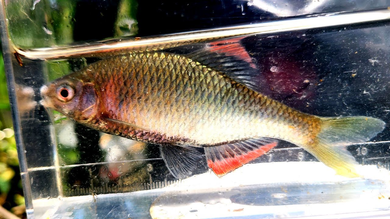 このままだと近い将来この美しい魚は人間によって滅ぼされます【第２回春のタナゴ大感謝キャンペーン、琵琶湖ガサガサ探検記90】※募金期間は終了しました