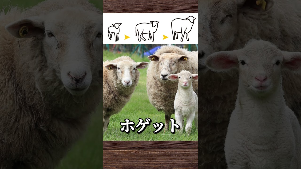 ラムとマトンの違いって何？【ガチ中華】#ガチ中華　#羊料理　#違い