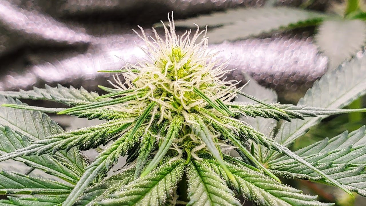 3rd Week Of Flo