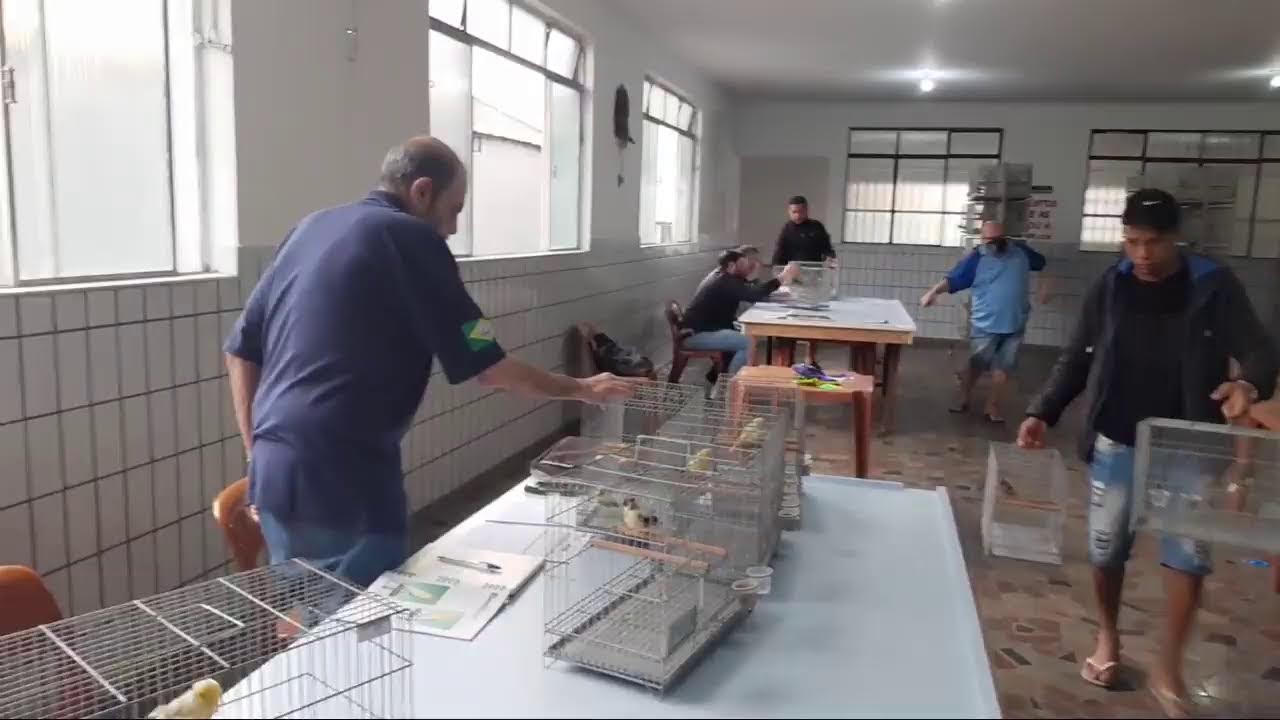 50 Campeonato SANTISTA de Canários