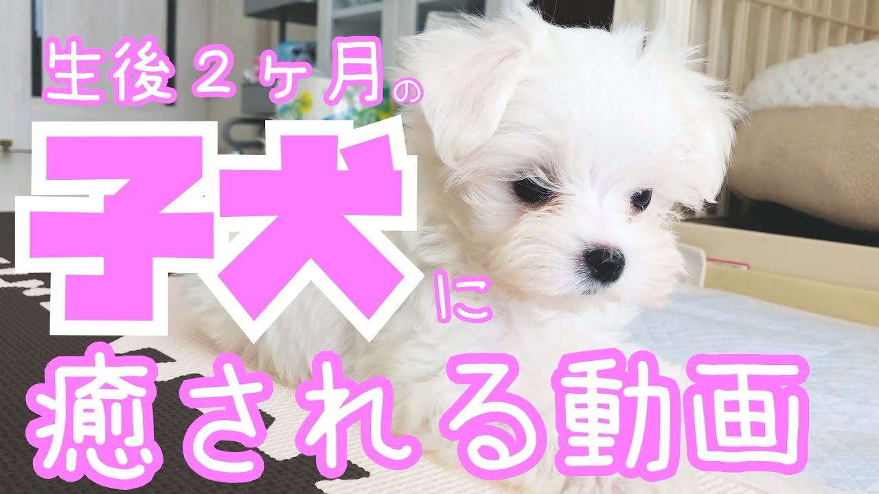 【子犬】マルチーズのちまさんの子犬時代の動画が可愛すぎました【パピー】
