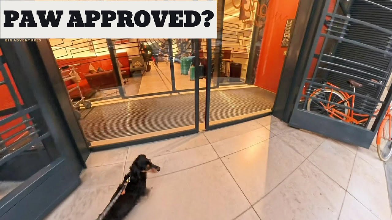 Mini dachshund rates a Luxury Paris Hotel 🇫🇷🐶 | Canopy by Hilton, Paris    #Dieseltheminidachshund