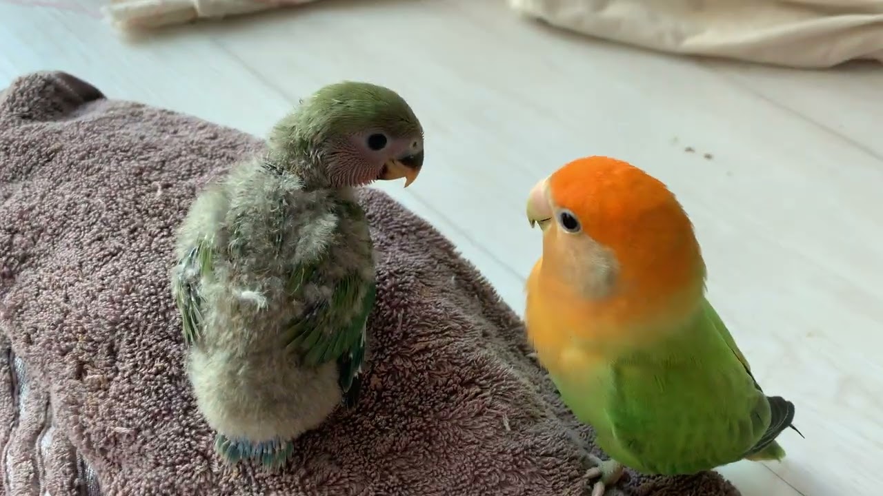 Love bird mama and baby