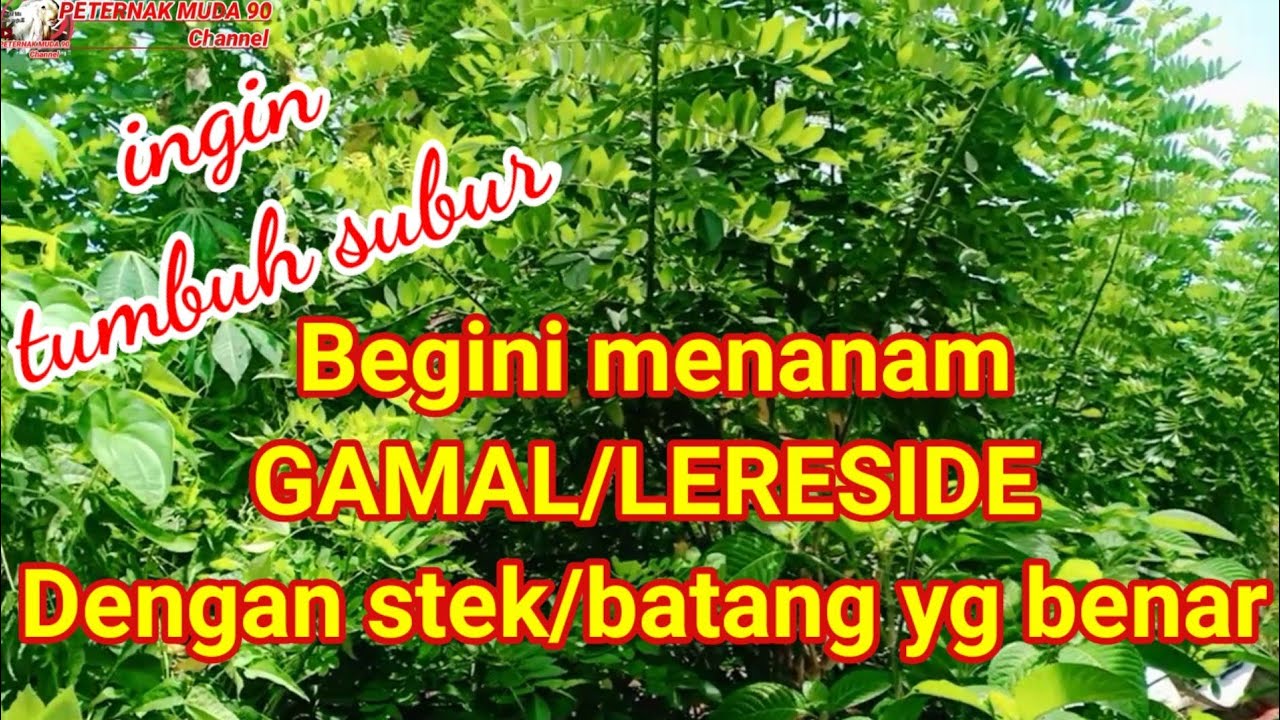 CARA MENANAM GAMAL/LERESIDE DENGAN STEK/BATANG YANG BENAR