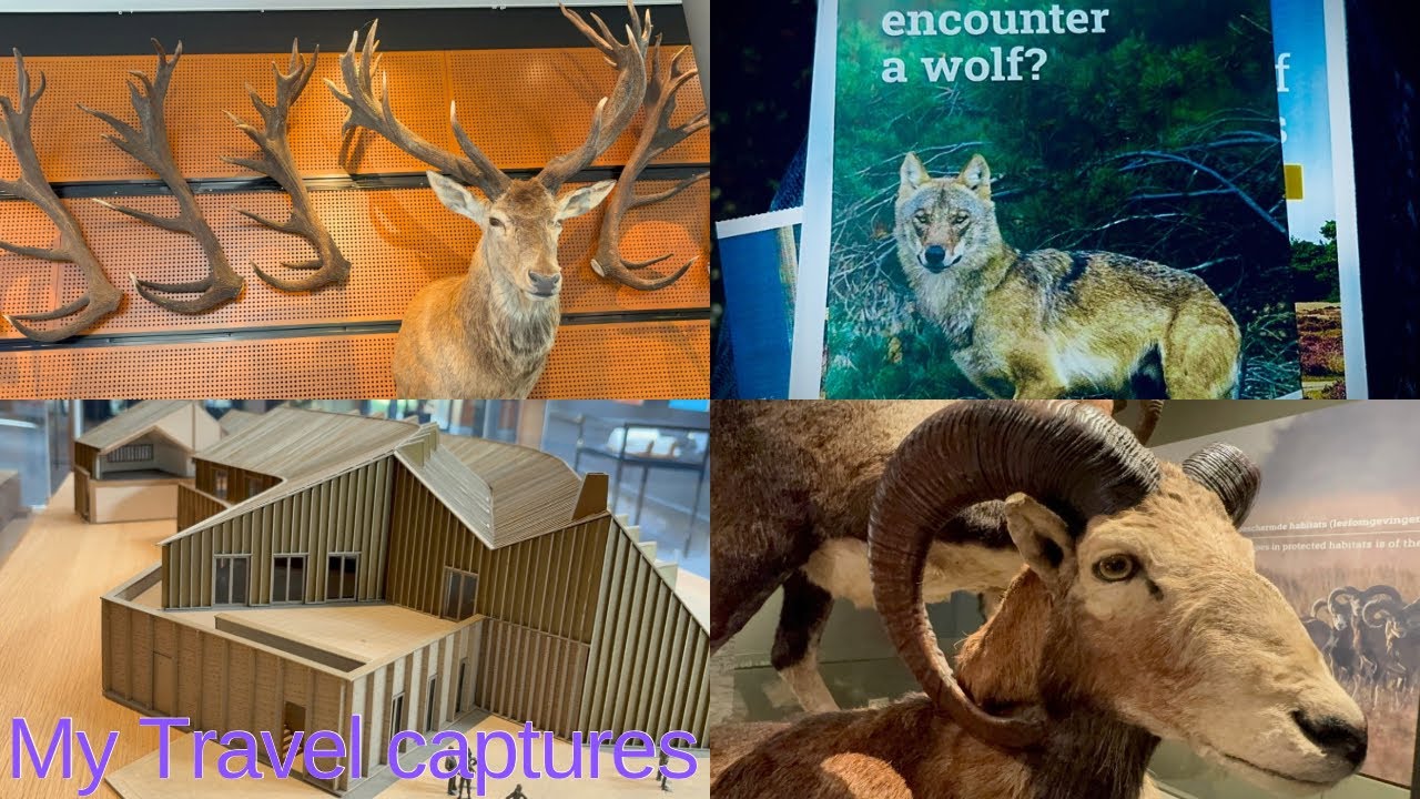 Veluwe National Park | The Magic of the Dutch Wilderness | Hoenderloo Netherlands