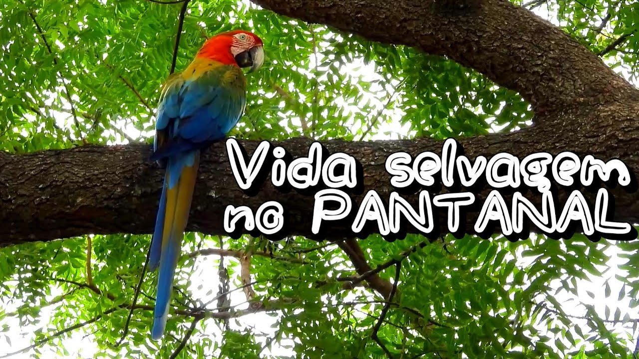 Vida selvagem no PANTANAL - Bichos selvagens ENCANTADORES bem de pertinho no Pantanal Sul