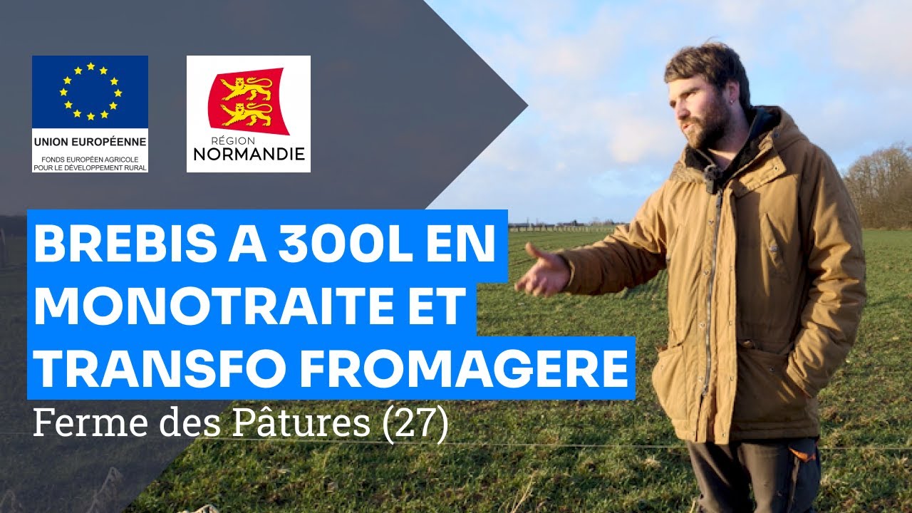 Pâturage ovin et bovin, monotraite et transfo, la Ferme des Pâtures