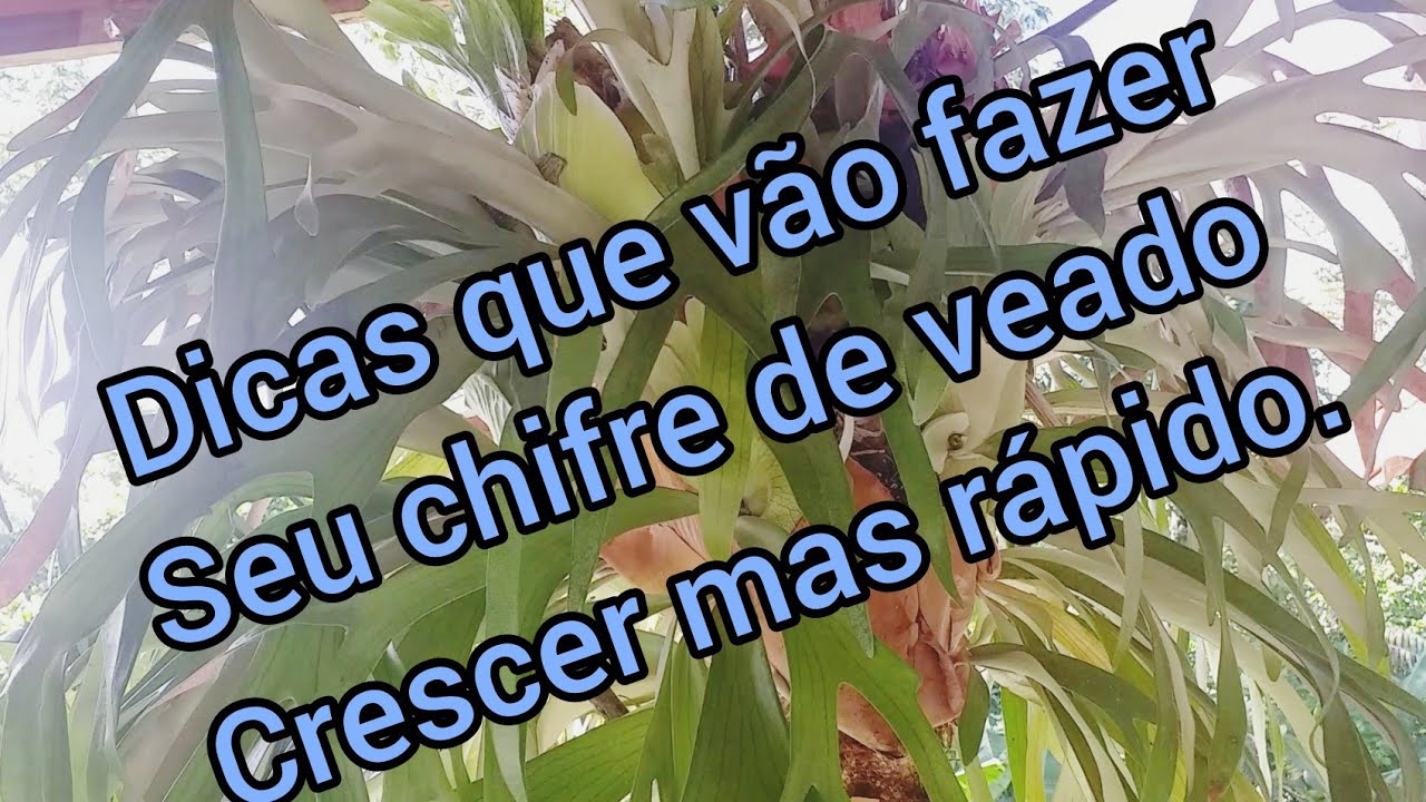 dicas de plantio e cuidados com chifre de veado.