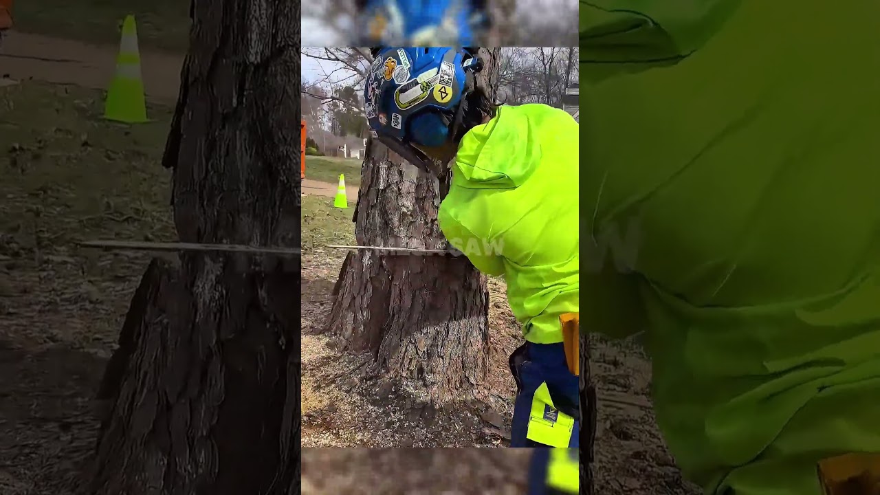 Professional Tree Felling Explained: Notch, Hinge, and Wedge Technique