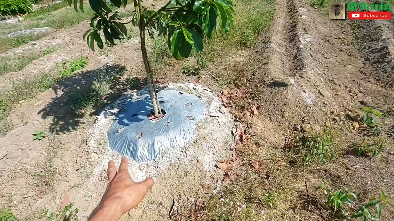 Aplikasi Kapur Dolomid Pada Tanaman Alpukat