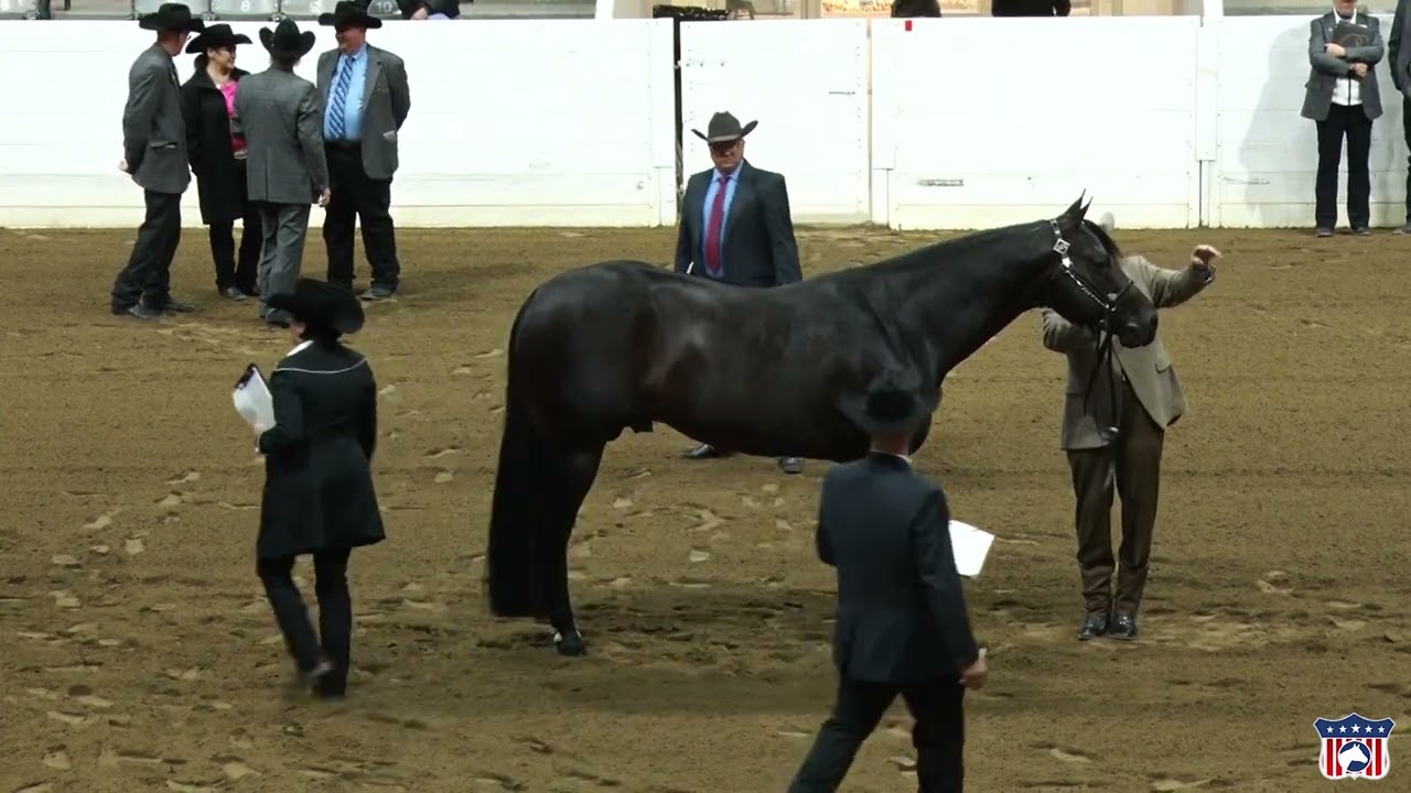 2023 Quarter Horse Congress Performance Halter Stallions