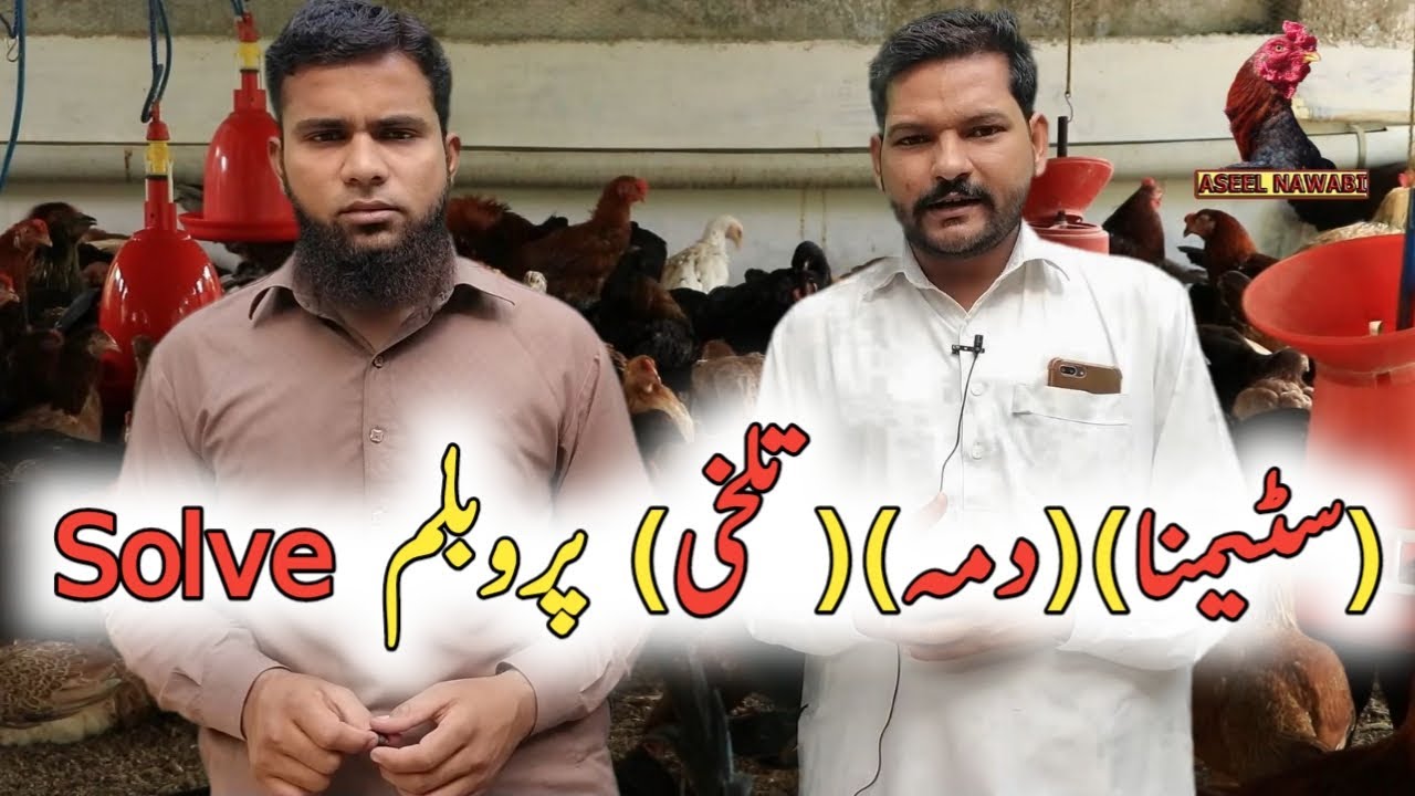 Murga Talkhi Kion Krta Hai | Murga ka Stamina Kaise Badhaye | By Aseel Nawabi