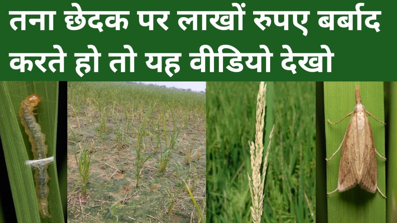 धान में तना छेद खत्म करने का बेस्ट तरीका | तना छेदक की बेस्ट दवाइयां | dhan ki sundi | धान की सुंडी
