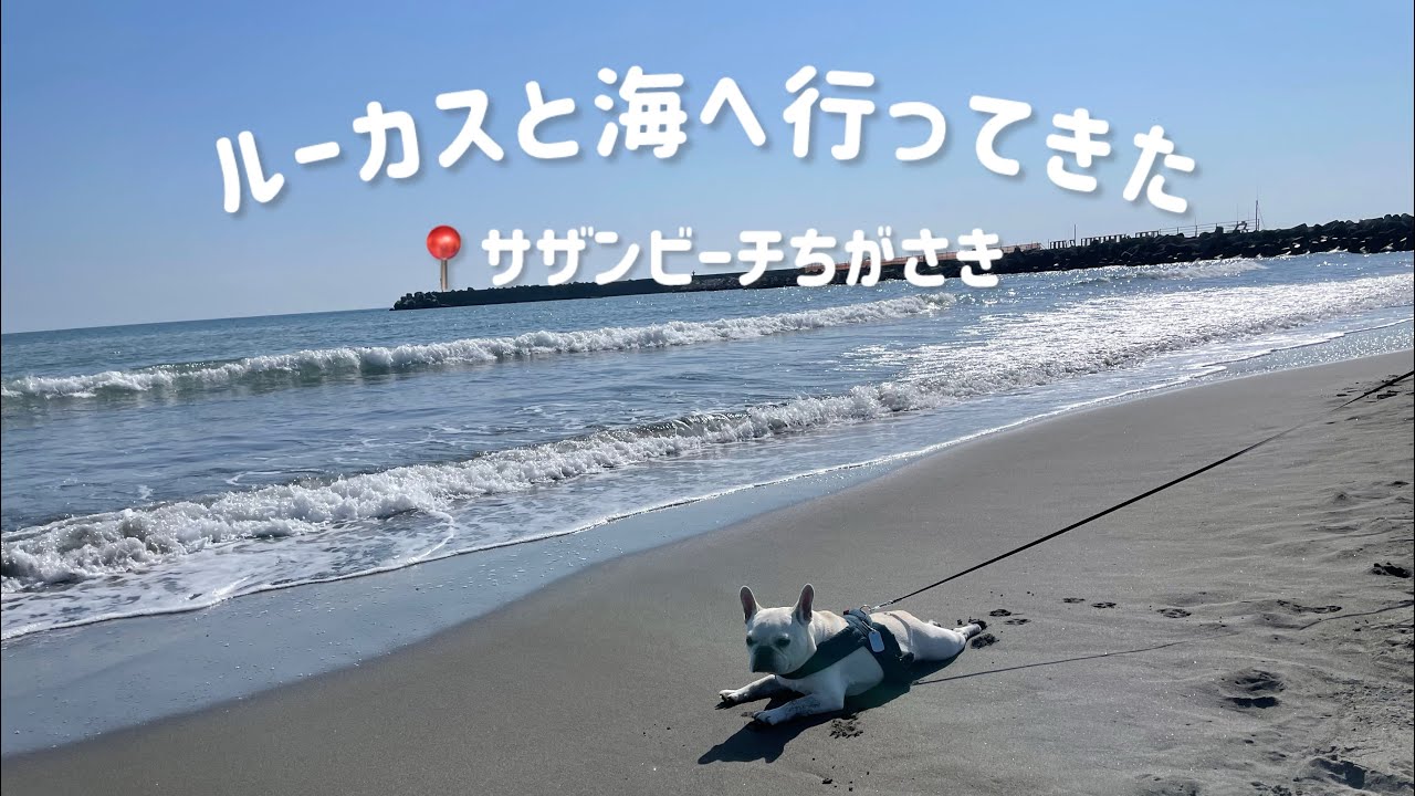 ルーカスとサザンビーチ茅ヶ崎へ行ってきた〜2月なのにぽかぽか陽気で最高〜
