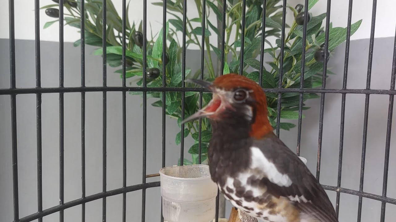 Pancingan dan Masteran Burung Anis kembang Bahan / Anis Kembang Muda Vol 52