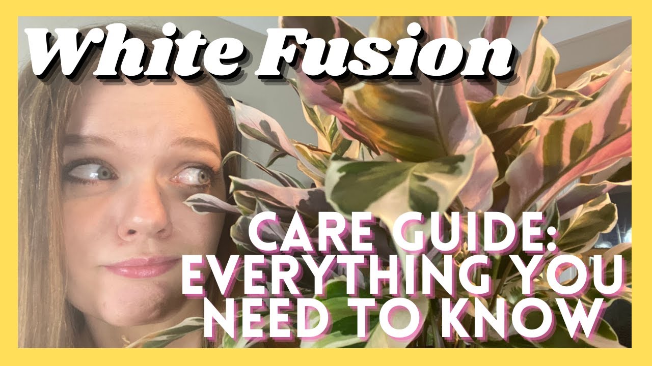 Calathea White Fusion Comprehensive Care Guide || Everything You Need To Know